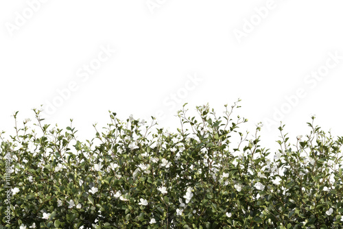 A bush of flowers isolated on a white background in UHD quality.