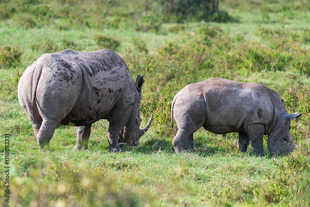 Obraz premium Close-up of an encounter with a White Rhinoceros -Ceratotherium simum- accompanied by its young, grazing in Lake Nakuru national park, Kenya.