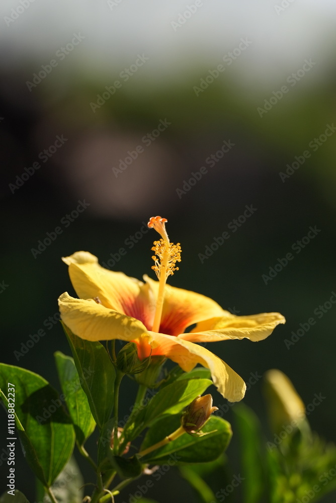 Obraz premium Hawaiian state flower