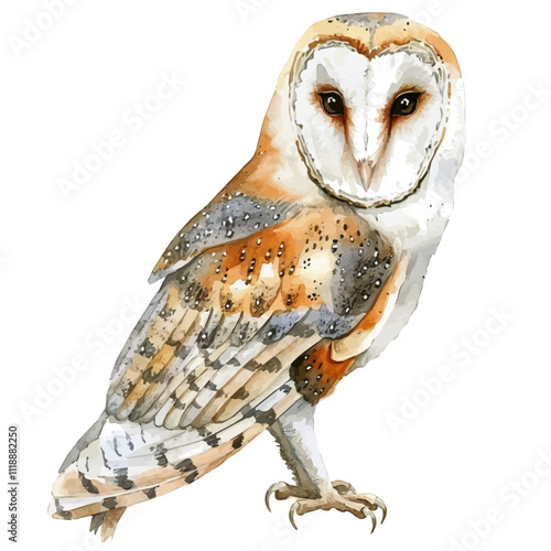 A watercolor vector of a barn owl, isolated on a white background. Barn owl vector.