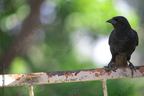 Gnorimopsar chopi, popularly known as graúna, black bird, black assum, cupid, black chick, corn puller, chopim, blackbird or craúna, is a species of bird in the Icteridae family. photo