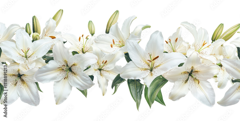 Fototapeta premium Blooming white lilies on a white backdrop, cut out - stock png.