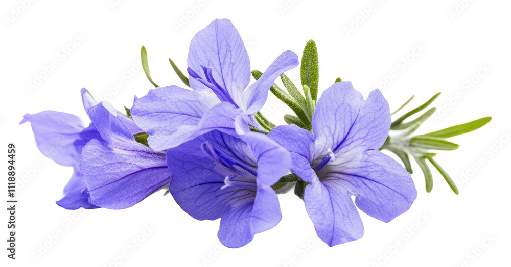 Beautiful blue flowers with green leaves, cut out - stock png. Beautiful blue flowers with green leaves, cut out - stock png.