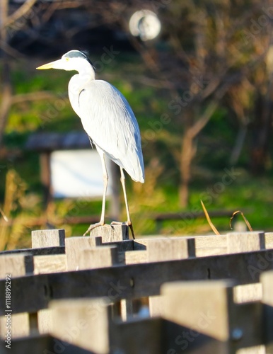 川沿いに佇む野鳥　サギ　秋の日