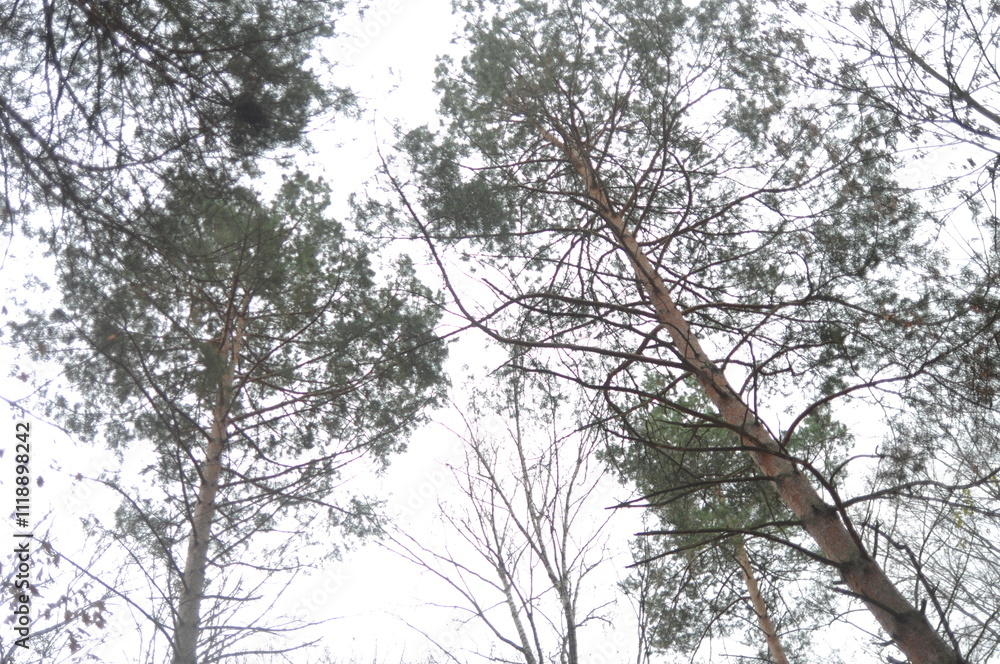 Fototapeta premium pine tree in the woods