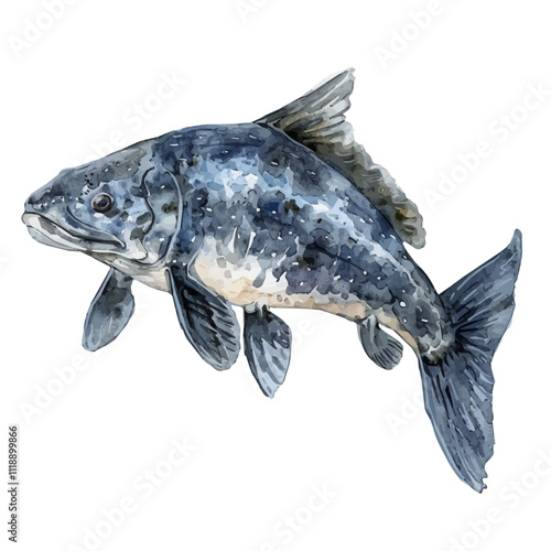 A watercolor vector of a coelacanth, isolated on a white background. Coelacanth vector. photo