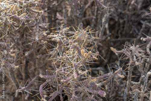 Cylindropuntia ramosissima is a species of cactus,diamond cholla and branched pencil cholla. Lost Palms Oasis Trail，Colorado Desert section of the Sonoran Desert. Joshua Tree National Park, California photo