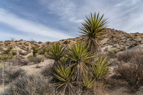 Yucca schidigera,  Mojave yucca or Spanish dagger, Lost Palms Oasis Trail，Colorado Desert section of the Sonoran Desert. Joshua Tree National Park, California	 photo