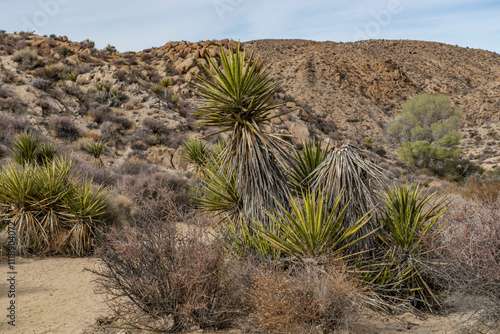 Yucca schidigera,  Mojave yucca or Spanish dagger, Lost Palms Oasis Trail，Colorado Desert section of the Sonoran Desert. Joshua Tree National Park, California	 photo