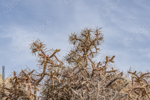 Cylindropuntia ramosissima is a species of cactus,diamond cholla and branched pencil cholla. Lost Palms Oasis Trail，Colorado Desert section of the Sonoran Desert. Joshua Tree National Park, California photo