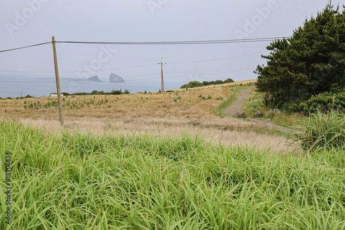 산 정상을 올라가는 숲 길  제주 서귀포시 대정읍 상모리 송악산 photo