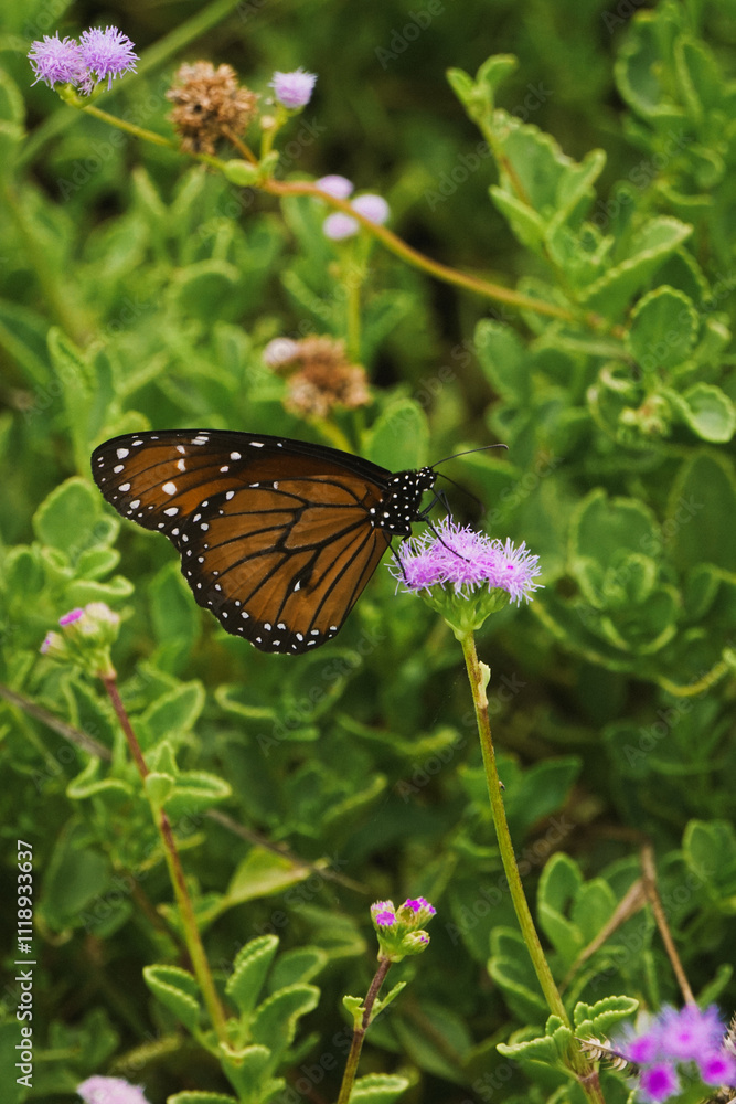 Schmetterling mit Punkten 
