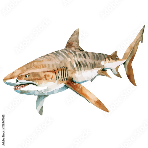 A watercolor of a tiger shark, isolated on a white background. Tiger shark vector.