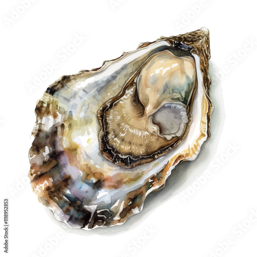 A watercolor drawing of an oyster, isolated on a white background. Oyster vector.