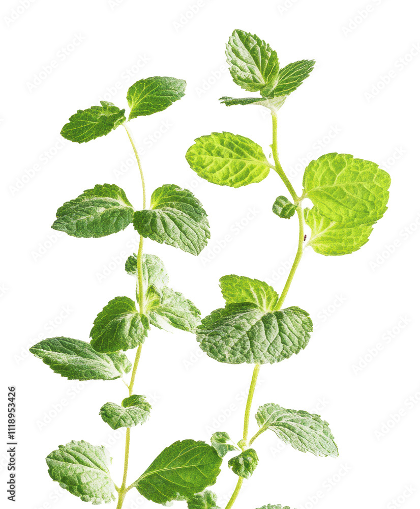 Fresh mint leaves displayed on a white background, cut out - stock png. Fresh mint leaves displayed on a white background, cut out - stock png.