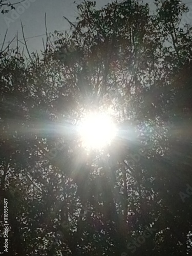 sun rays in the tree branches 