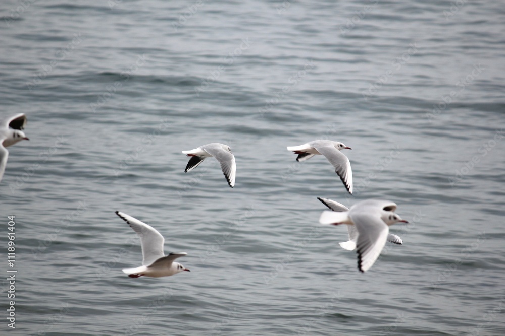 Image of seagulls flying and searching for food on Imrang Beach
Image of seagulls flying and searching for food on Imrang Beach