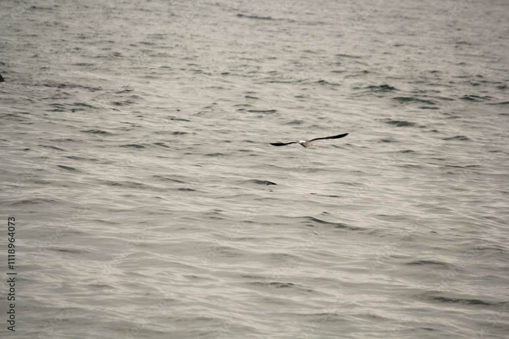 Image of seagulls flying and searching for food on Imrang Beach
Image of seagulls flying and searching for food on Imrang Beach