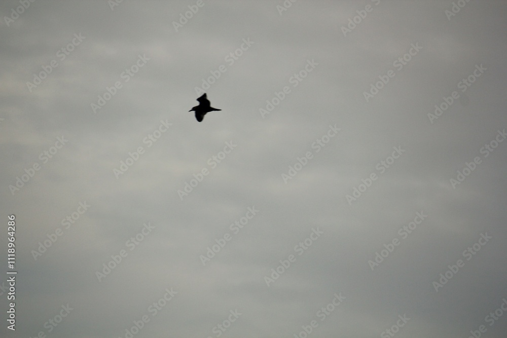 Image of seagulls flying and searching for food on Imrang Beach
Image of seagulls flying and searching for food on Imrang Beach