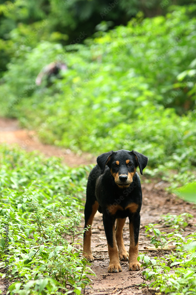 Black mixed breed dog. It has a brown color on the eyebrows, mouth, chest and all four legs. Staring at the photographer. Black mixed breed dog. It has a brown color on the eyebrows, mouth, chest and all four legs. Staring at the photographer.