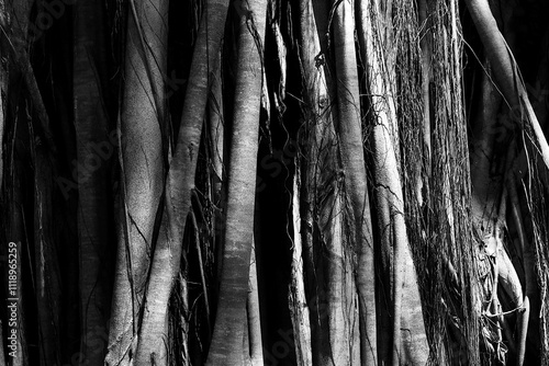 Banyan tree base in black and white