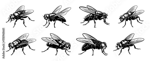fly silhouette set, isolated background