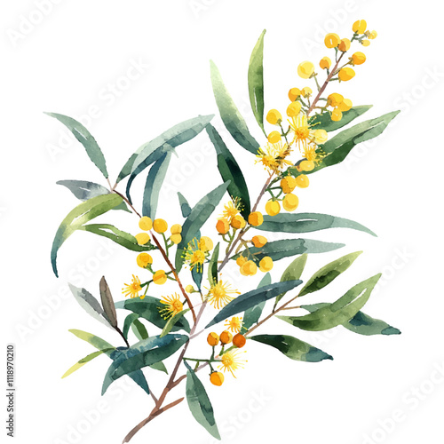 golden wattle vector illustration in watercolor style