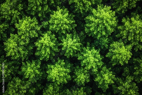 Aerial View of Dense Forest with Clearings and Ambient Light