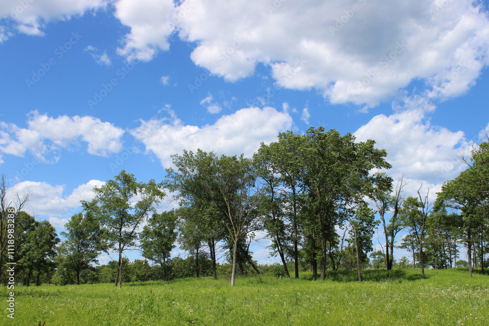 Grove line of threes in a meadow at Somme Prairie Nature Preserve in Northbrook, Illinois with cumulus clouds Grove line of threes in a meadow at Somme Prairie Nature Preserve in Northbrook, Illinois with cumulus clouds