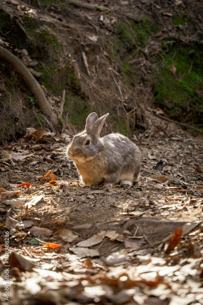 Obraz premium 佇む兎