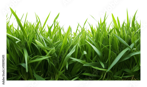 Lush green grass blades close up with transparent background, nature and freshness concept