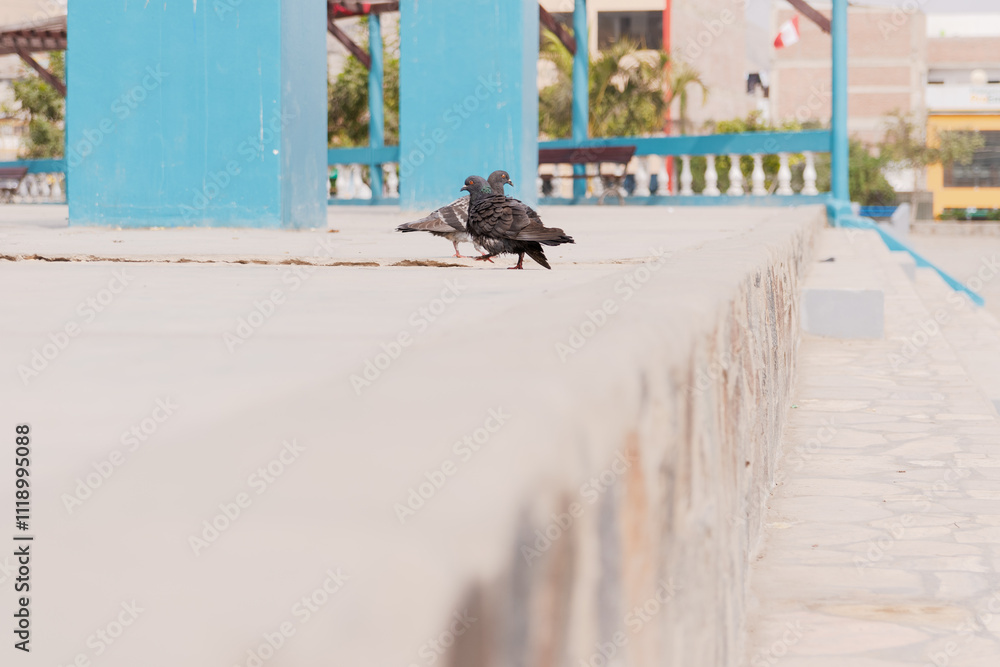 Obraz premium Pigeons on the floor walking, it's on the sidewalk, it's in the summer