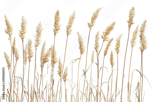 Dried grass bush isolated on transparent background, dried grass meadows