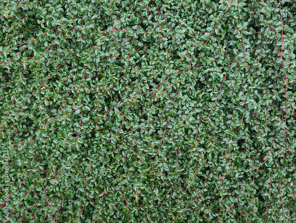 The Cotoneaster dammeri texture. Plant background The Cotoneaster dammeri texture. Plant background