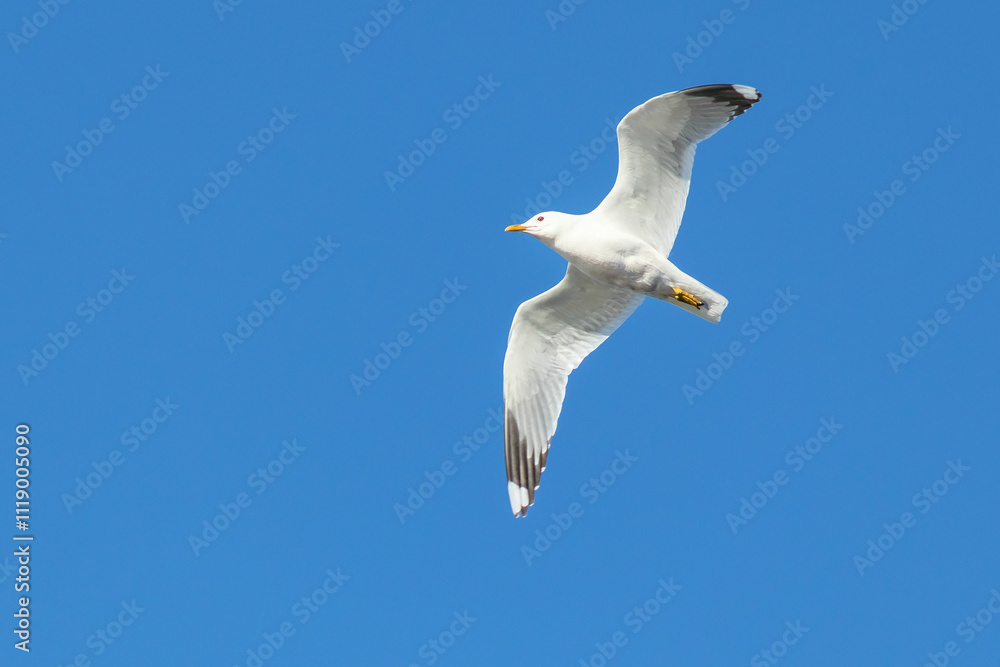 Flight of a common seagull against the background of a clear blue sky. Flight of a common seagull against the background of a clear blue sky.