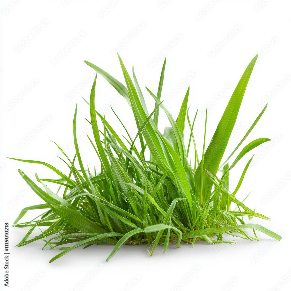 Fresh Green Grass Pile on White Background for Nature Themes Fresh Green Grass Pile on White Background for Nature Themes