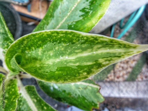 Green leaves of a plant or shrub on a sunny spring or summer day in a public park. Beautiful natural background. The leaves of a srirejeki or genus aglaonema plant  in dew drops or rain. photo