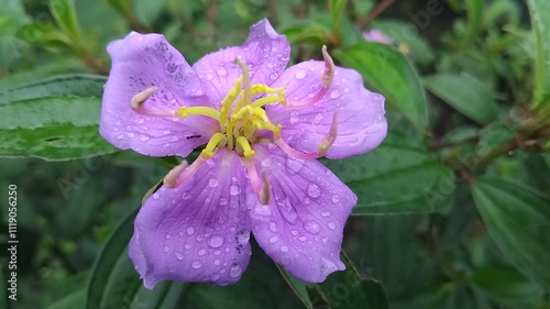 A Close-up of Melastoma Malabathricum Flower Fully Blooming in Violet near the Mangrove. Its properties are energy maintainance, immunity increase, as sedative, liver and kidney nourishment photo