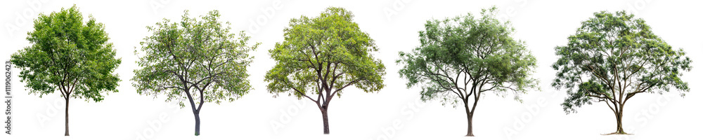 PNG Tree set on transparent background PNG Tree set on transparent background