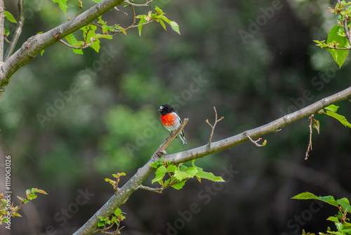 Foto Scarlet Robbin