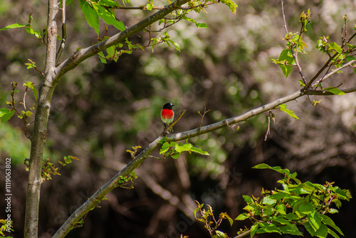 Papier peint Scarlet Robbin