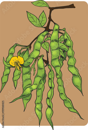 Pigeon Pea_Illustration