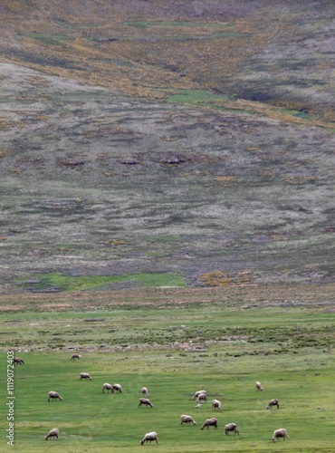 Merino sheep farmed for wool production in Lesotho forage in a valley between mountains photo