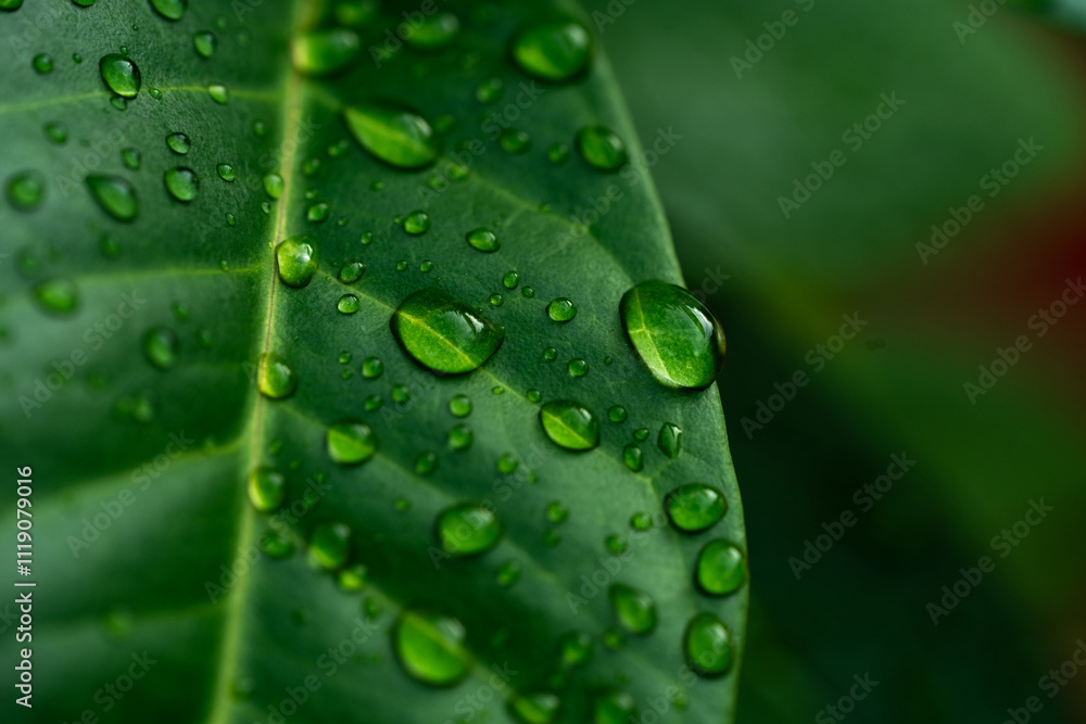 Raindrops on fresh green leaves. Macro shot of water droplets on leaves. Waterdrop on green leaf after a rain. Raindrops on fresh green leaves. Macro shot of water droplets on leaves. Waterdrop on green leaf after a rain.
