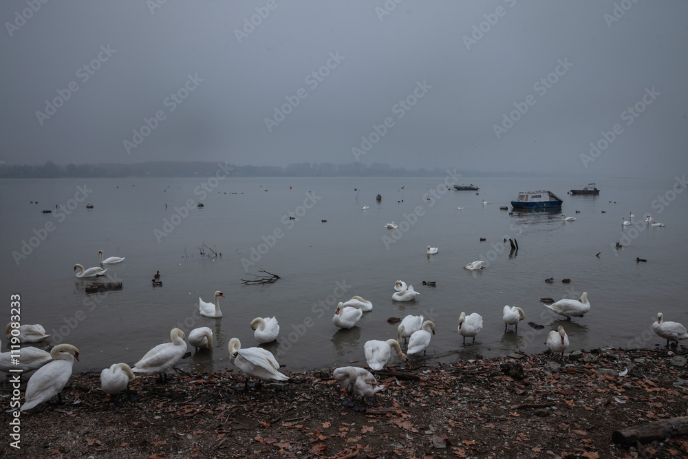 Fototapeta premium Selective blur on Swans gathering on the foggy shore of the Danube River in Belgrade during an autumn afternoon, highlighting a tranquil natural scene with wildlife.
