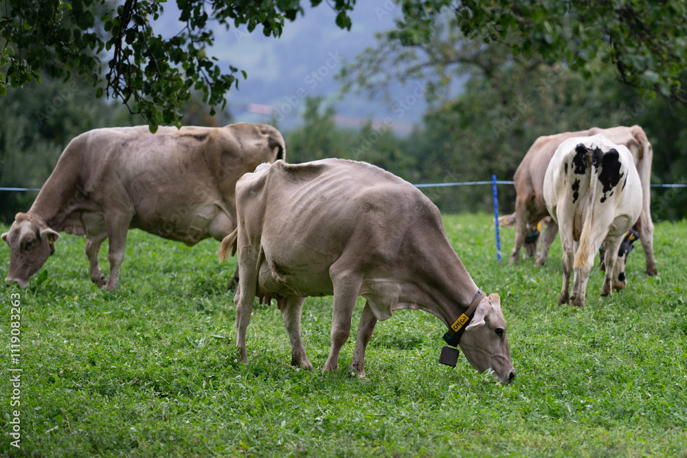 Cow on mountains. Cows on alps meadow. Cows farm nature. Cattle eating grass, grazing on pasture. Herd of cows on an agricultural farm. Cow on lawn. Cow grazing on green meadow. Holstein cow. Cow on mountains. Cows on alps meadow. Cows farm nature. Cattle eating grass, grazing on pasture. Herd of cows on an agricultural farm. Cow on lawn. Cow grazing on green meadow. Holstein cow.
