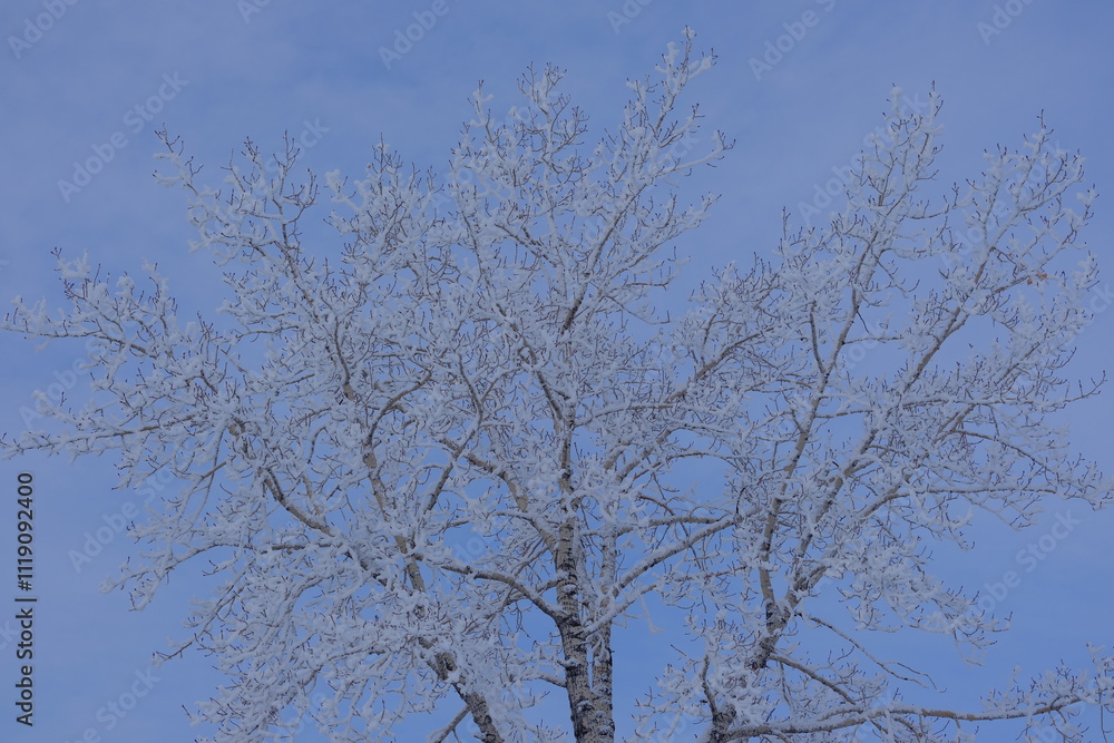 branches against in blue sky, Snow covered in Tree, winter branches against in blue sky, Snow covered in Tree, winter