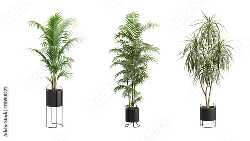 Decorative Plants Over Transparent Background photo