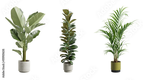 Bild auf Leinwand Decorative Plants Over Transparent Background