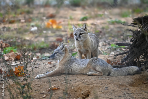 Pair of corsac foxes in natural habitat setting photo